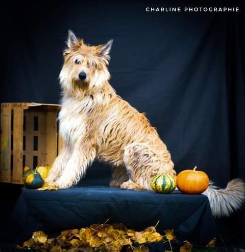 Reine margot rouberie