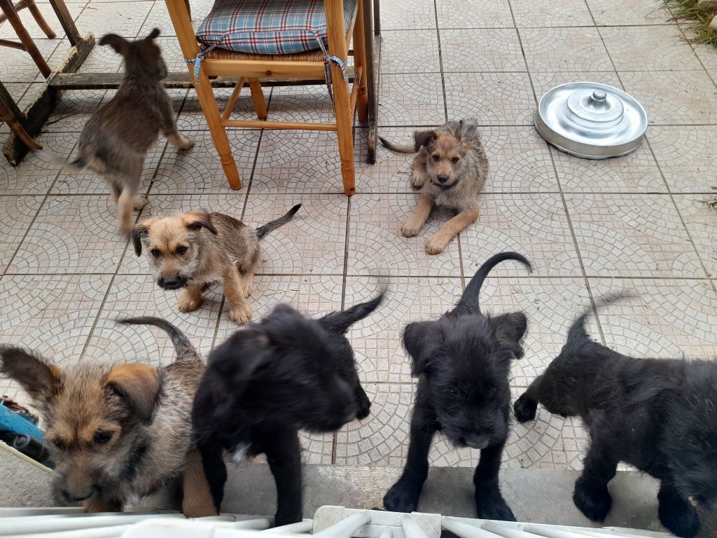 Des Brumes De Sirius - Chiots sur le départ