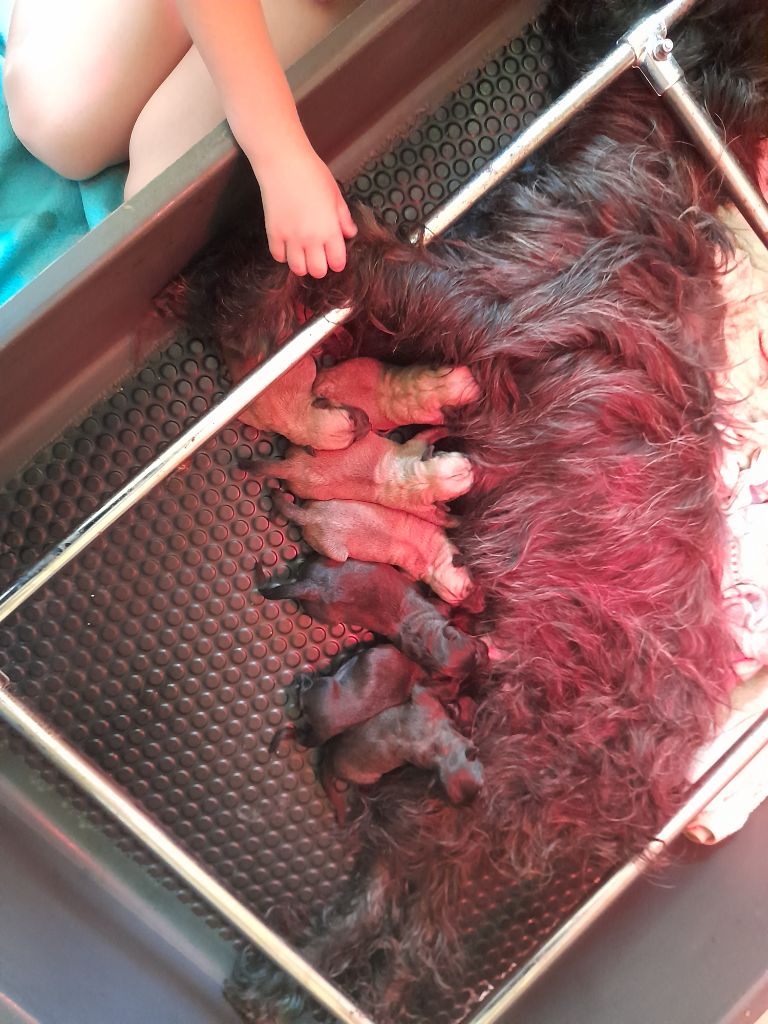 Des Brumes De Sirius - Les chiots sont nés!