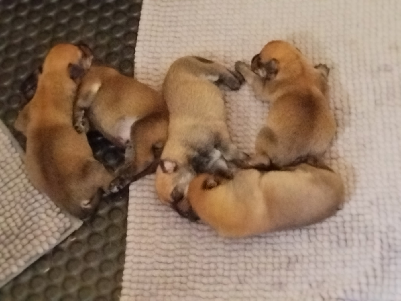 Chiot Berger de Picardie Des Brumes De Sirius
