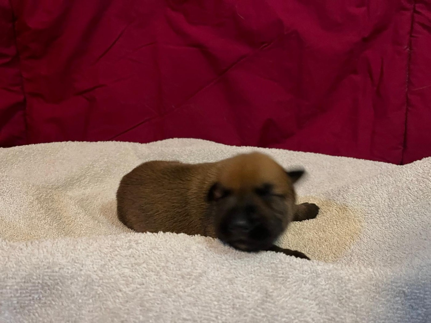 Des Brumes De Sirius - Chiots disponibles - Berger de Picardie