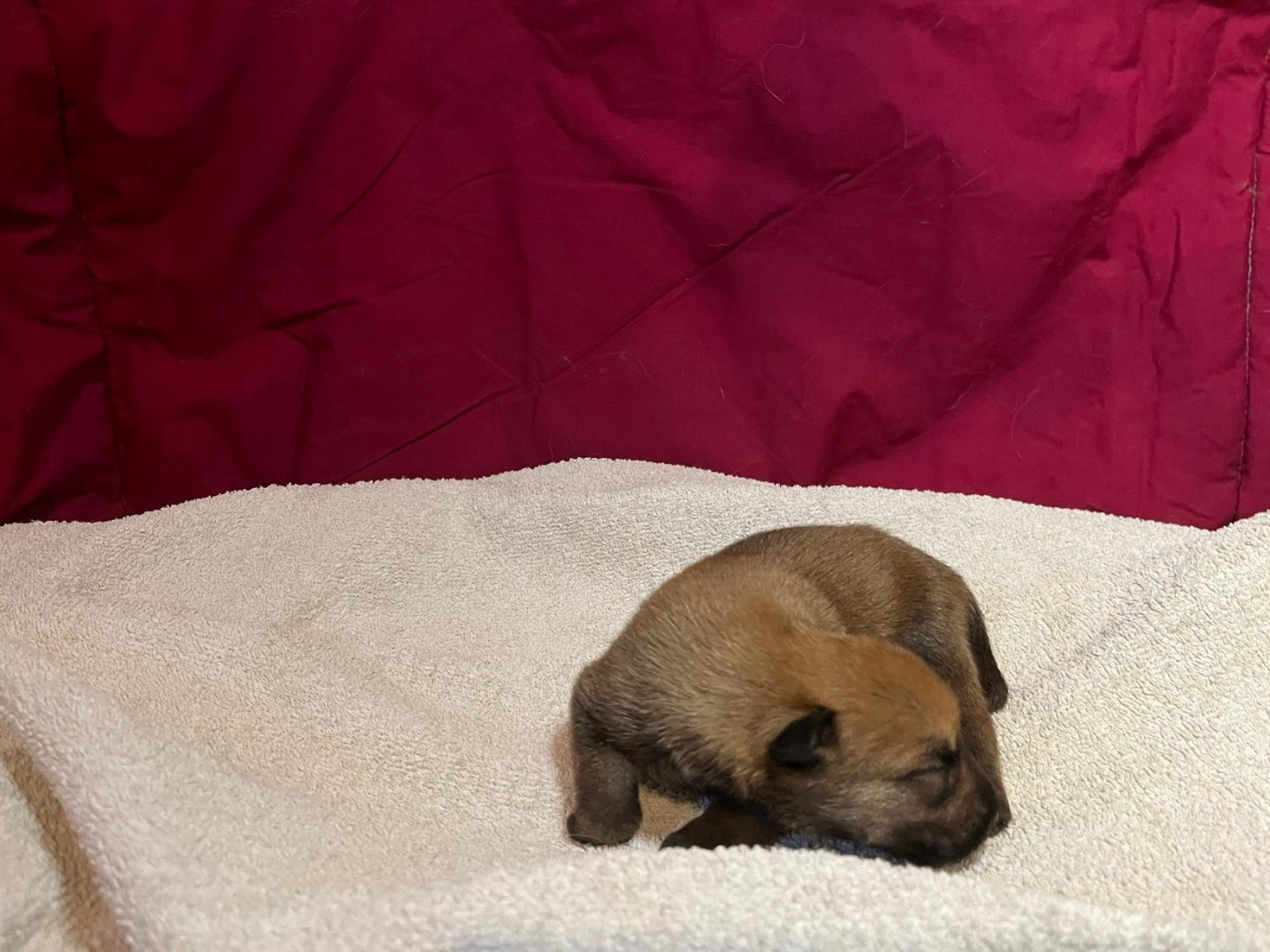 Des Brumes De Sirius - Chiots disponibles - Berger de Picardie