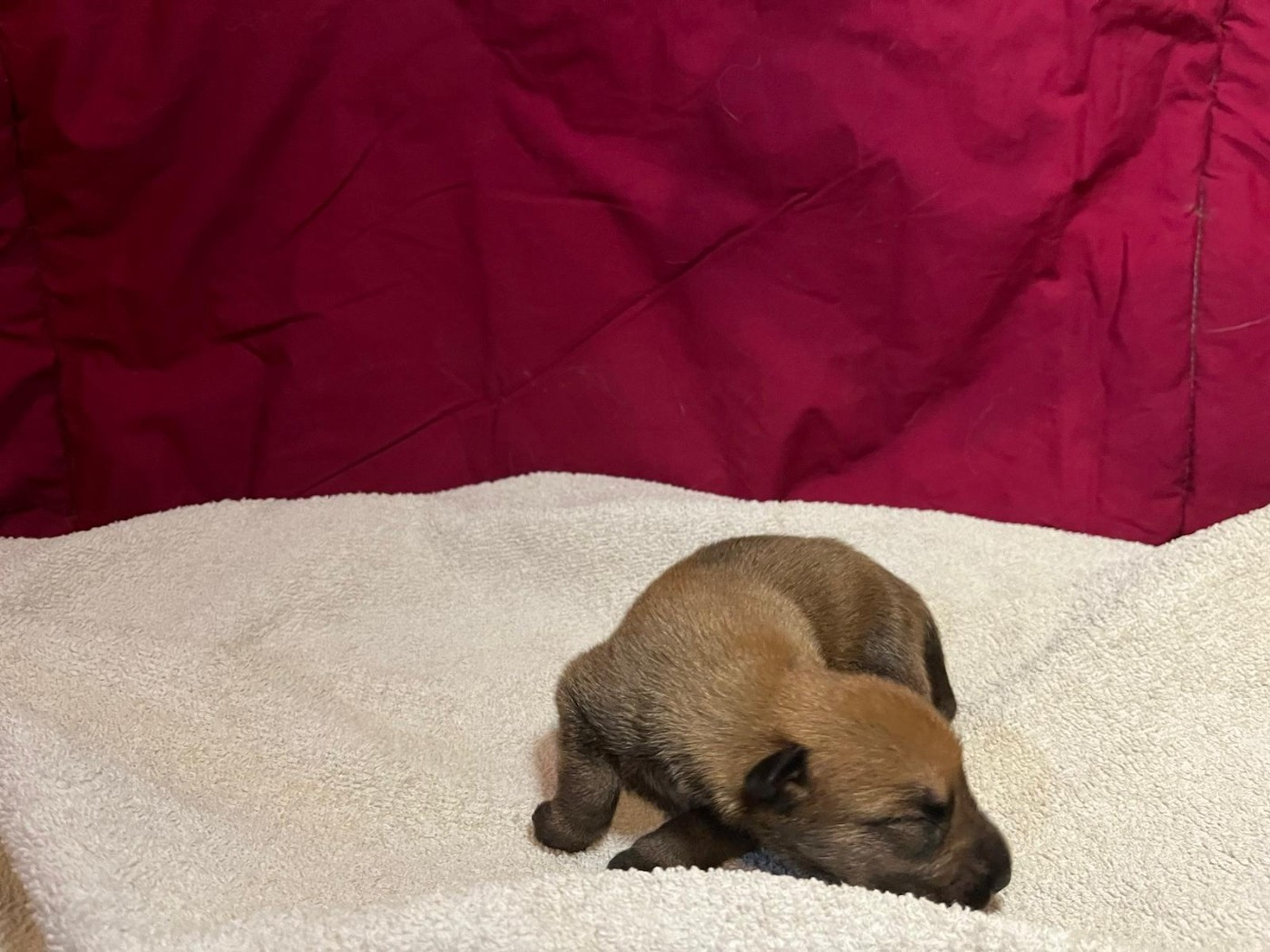 Des Brumes De Sirius - Chiots disponibles - Berger de Picardie