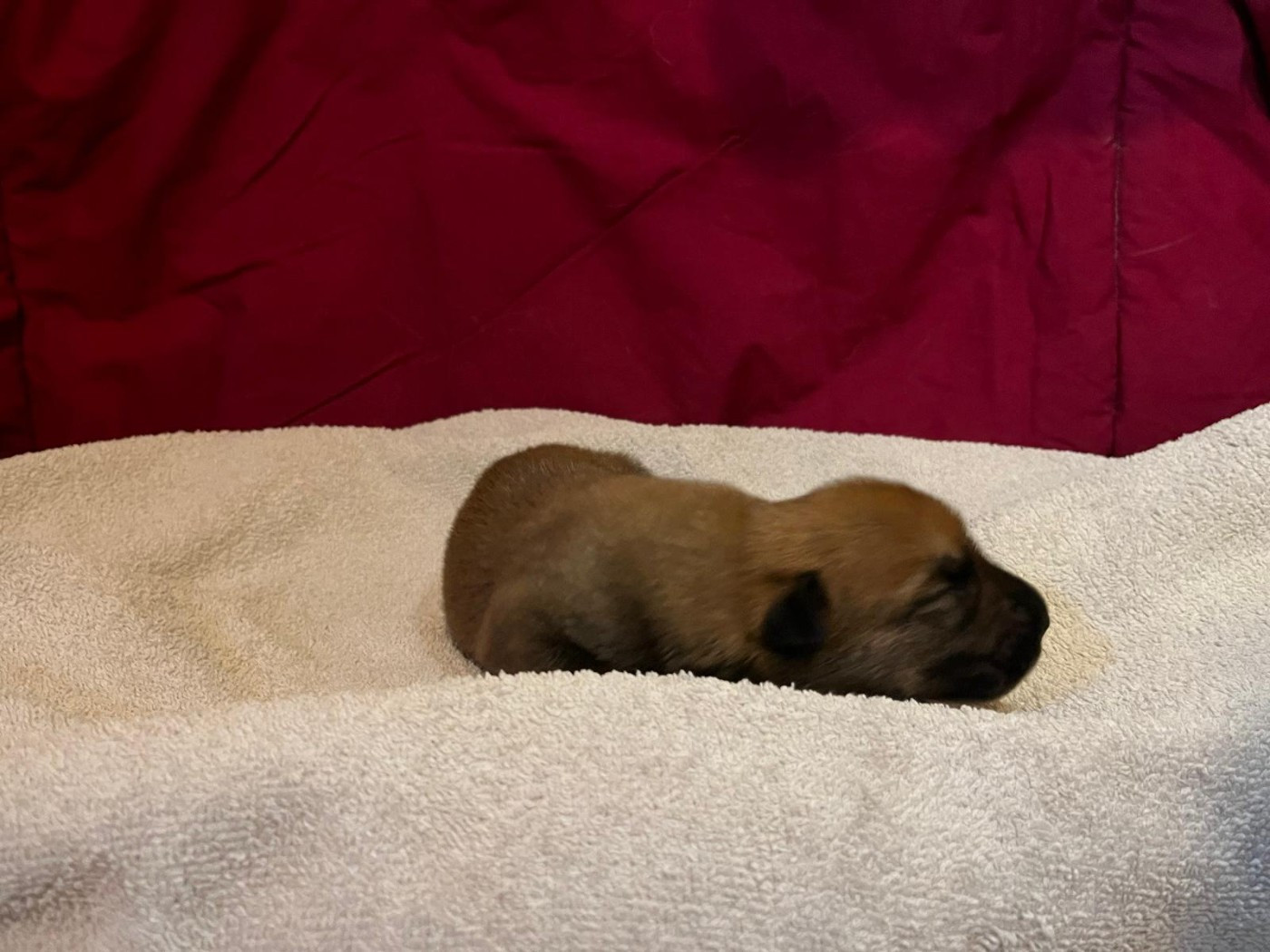 Des Brumes De Sirius - Chiots disponibles - Berger de Picardie