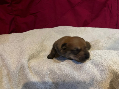 Chiot N°1
