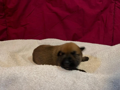 Chiot N°3
