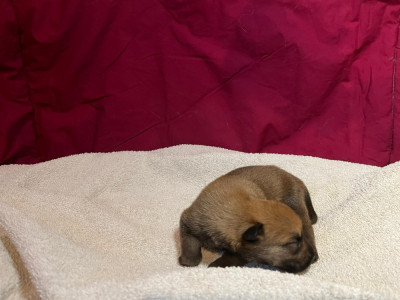 Chiot N°6